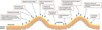 Probiotics in Medicine: A Long Debate